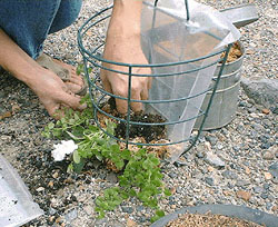 パンジーの苗を根を傷めないように土を払い、用土の上に根を寝かせるような形で置きます。この時に茎が折れない様、手を添えながらワイヤーの間をくぐらせます。 